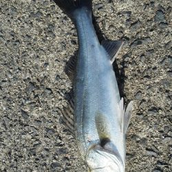 2019年5月5日釣行in呼子方面