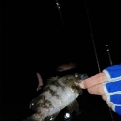 大潮激流メバリング