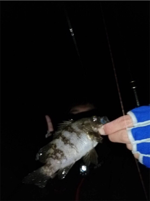 大潮激流メバリング