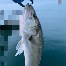 久々の朝まづめシーバス♫