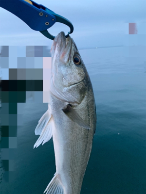 久々の朝まづめシーバス♫