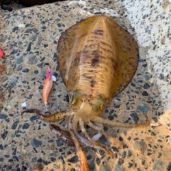 GWアオリイカ釣果!