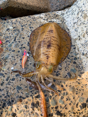 GWアオリイカ釣果!