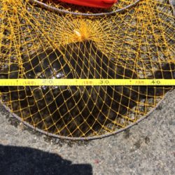 カレイの活性上がった?