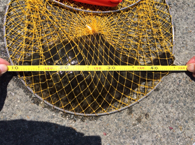 カレイの活性上がった?