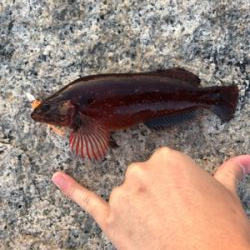 プラッキングで初メバル