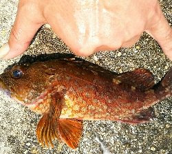 ひたすらカサゴ釣り