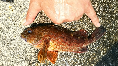 ひたすらカサゴ釣り