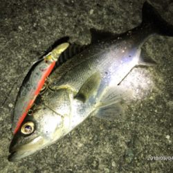 ナイトシーバス