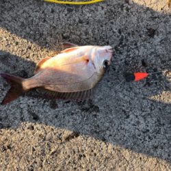 エサとワームで釣れるのは