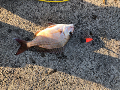 エサとワームで釣れるのは