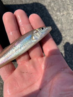 投げ釣りとヒラメ狙い