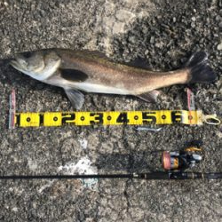 令和初フィッシュ