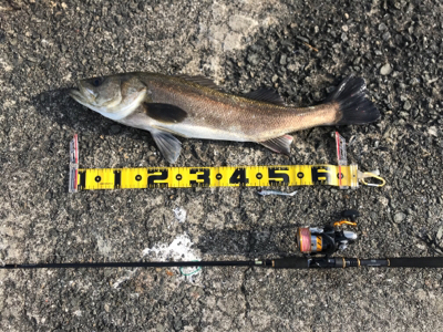 令和初フィッシュ