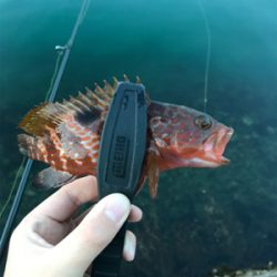 アジを求めて⑨