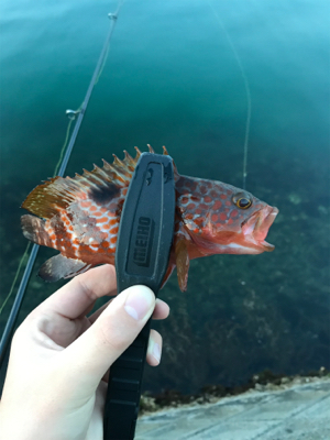 アジを求めて⑨