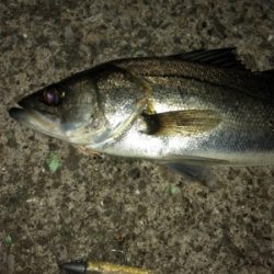 GW最終 朝マズメはマルチで締めくくり