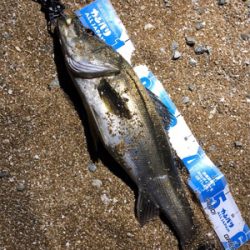 BIGなアイツがアツイ