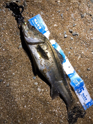 BIGなアイツがアツイ