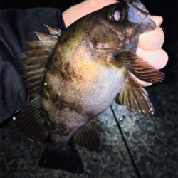 強風の中、渋いメバリング