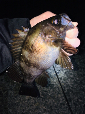 強風の中、渋いメバリング