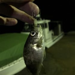 激シブメバリング