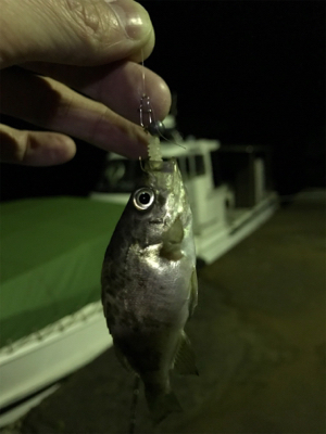 激シブメバリング