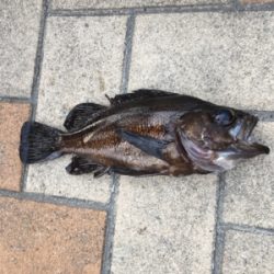 ガシリング 釣行