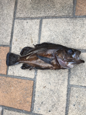 ガシリング 釣行