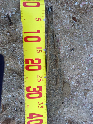 ナイトウェーディング