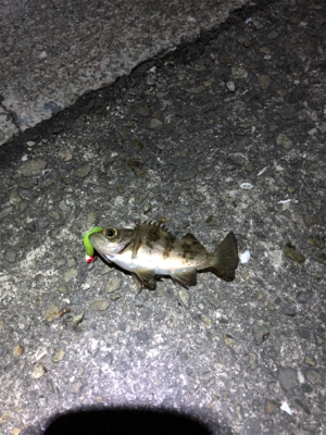 2019GW最後の釣行！