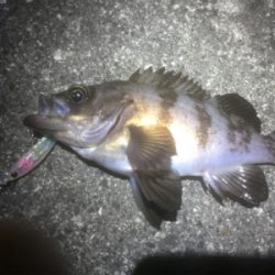 GWプラッキングメバル