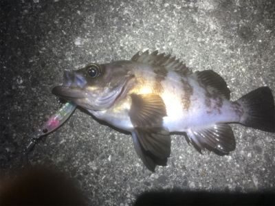 GWプラッキングメバル