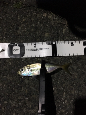 ナイトアジング