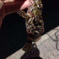 久しぶりのアジゲット