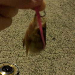 サイズがあきまへん