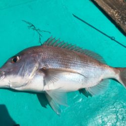 ライトボートゲーム