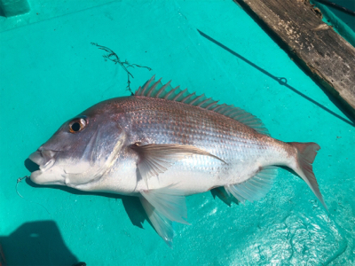 ライトボートゲーム