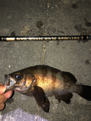 爆風メバリング