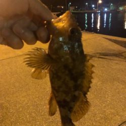 カサゴ?メバル?