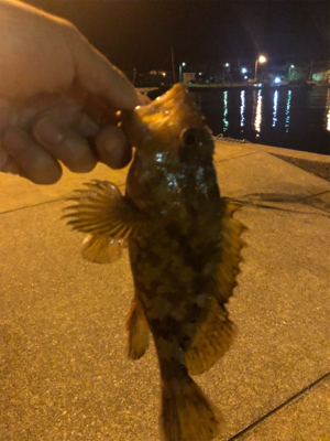 カサゴ?メバル?