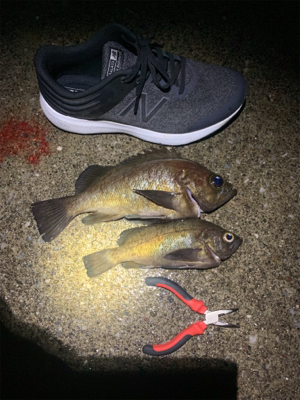 三崎 メバリング