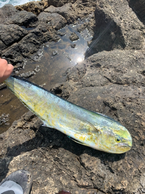 季節先取りフィッシュ