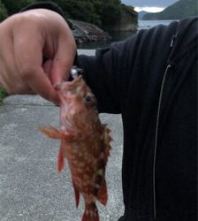 GW最終の五目ランガン