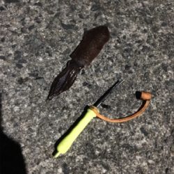 別のイカに出会った