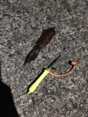 別のイカに出会った