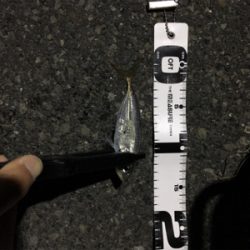 ナイトアジング