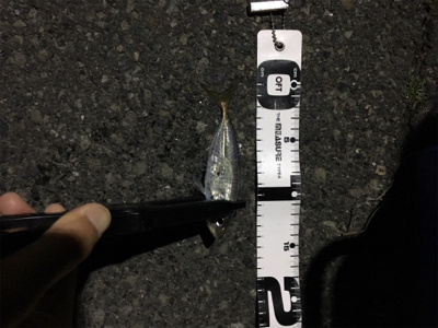 ナイトアジング