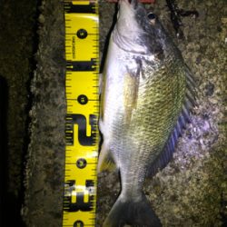 ゴールデンウィーク最後はチニング