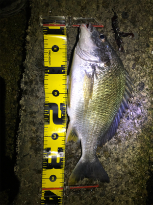 ゴールデンウィーク最後はチニング